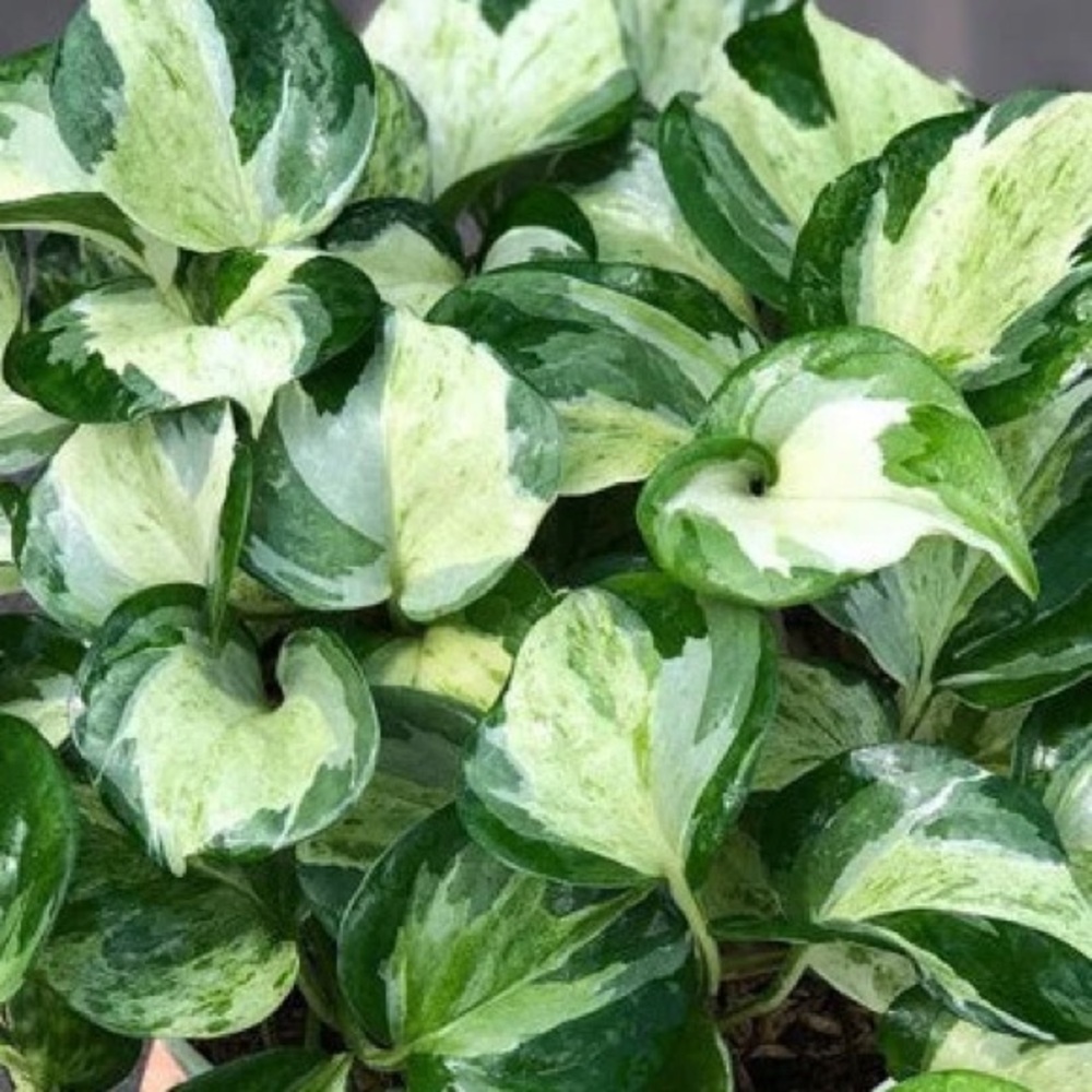 Variegated Manjula cuttings X4